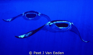 Mantas In flight  formation by Peet J Van Eeden 